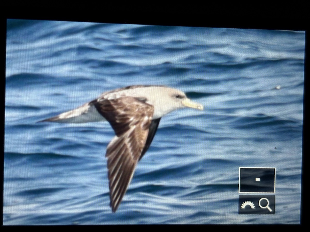 Cory's Shearwater - ML638938620