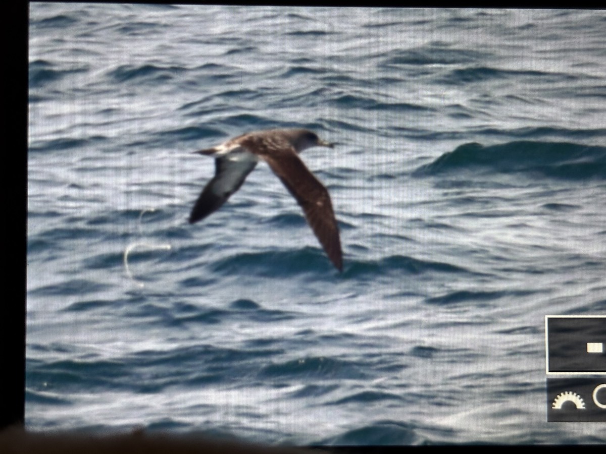Cory's Shearwater - ML638938622