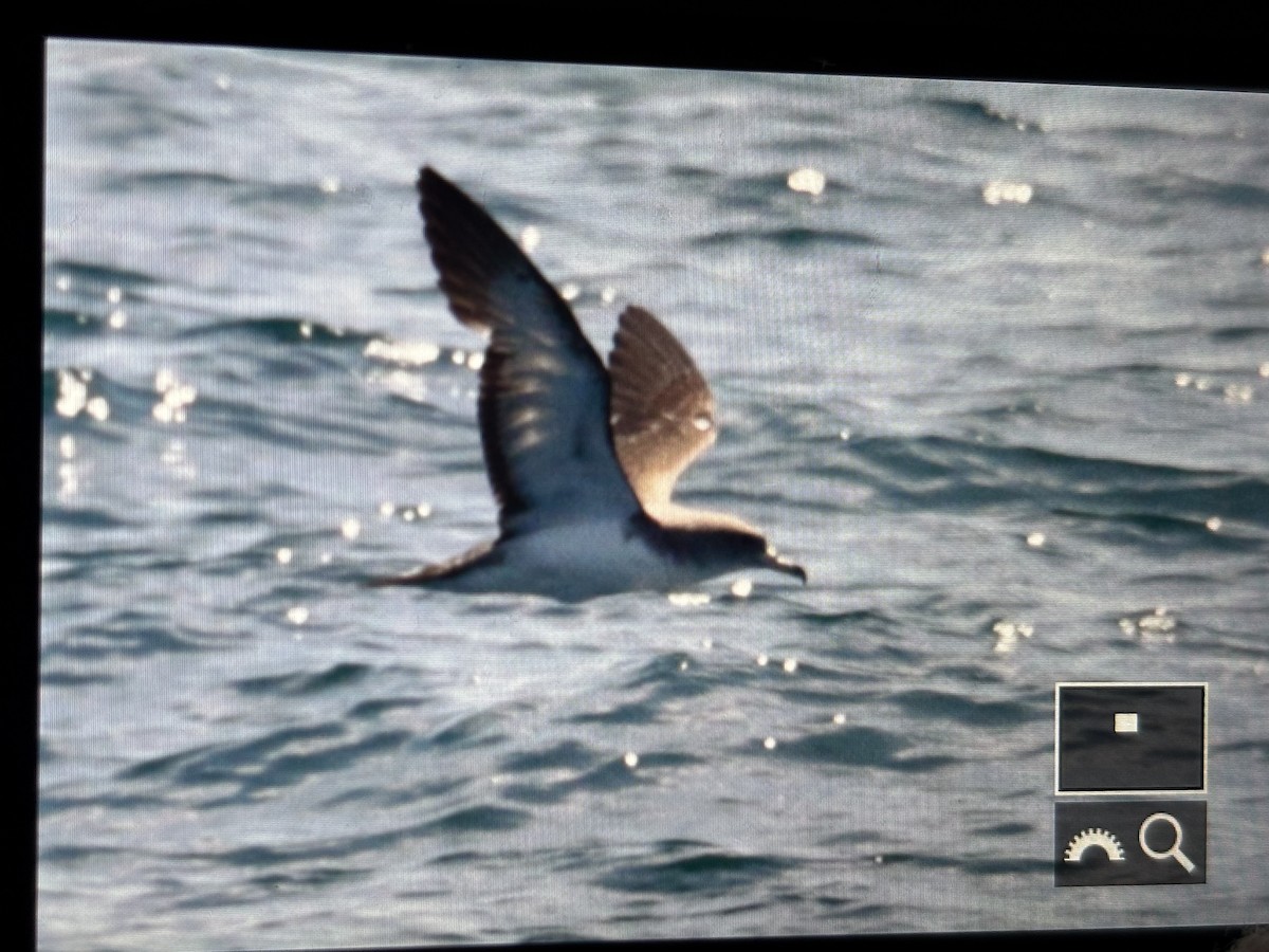 Cory's Shearwater - ML638938624