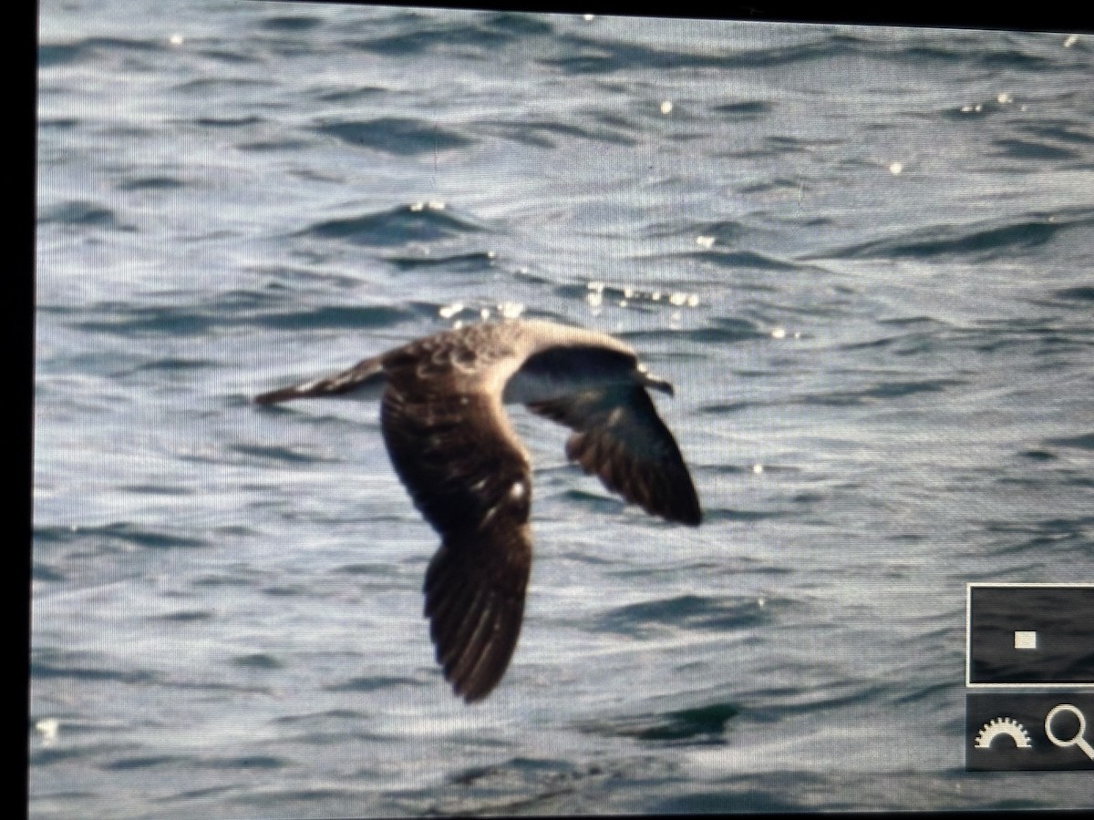Cory's Shearwater - ML638938625
