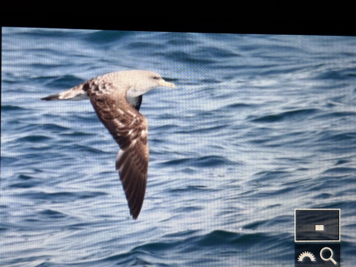 Cory's Shearwater - ML638938626