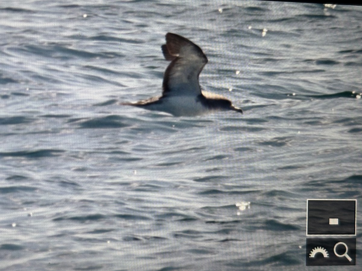 Cory's Shearwater - ML638938627