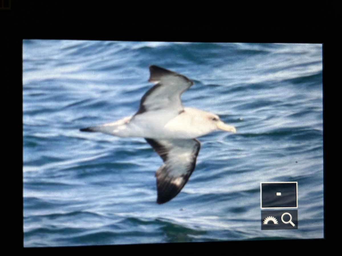 Cory's Shearwater - ML638938628
