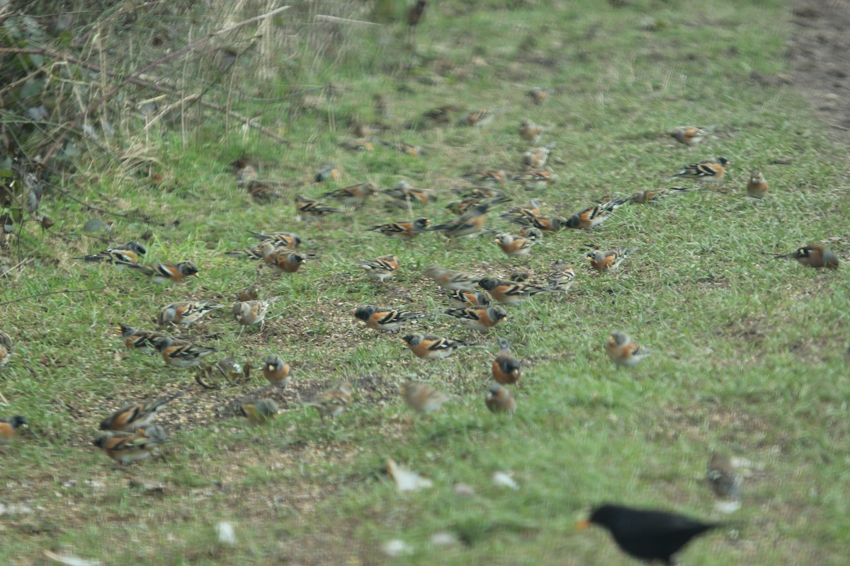 Brambling - ML638938633