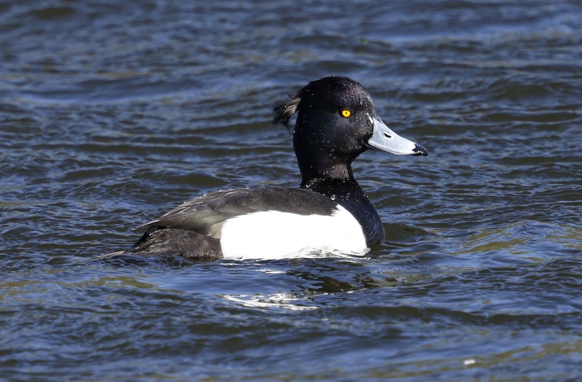Tufted Duck - ML638938634