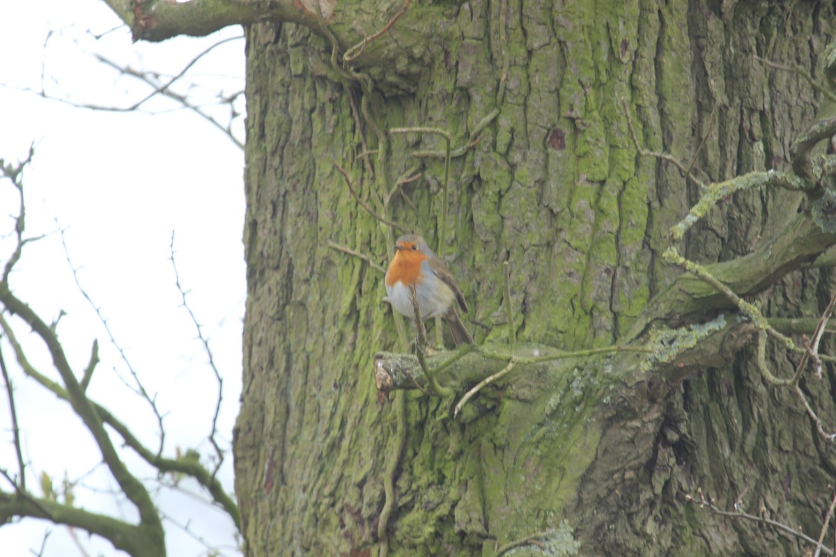 European Robin - ML638938636