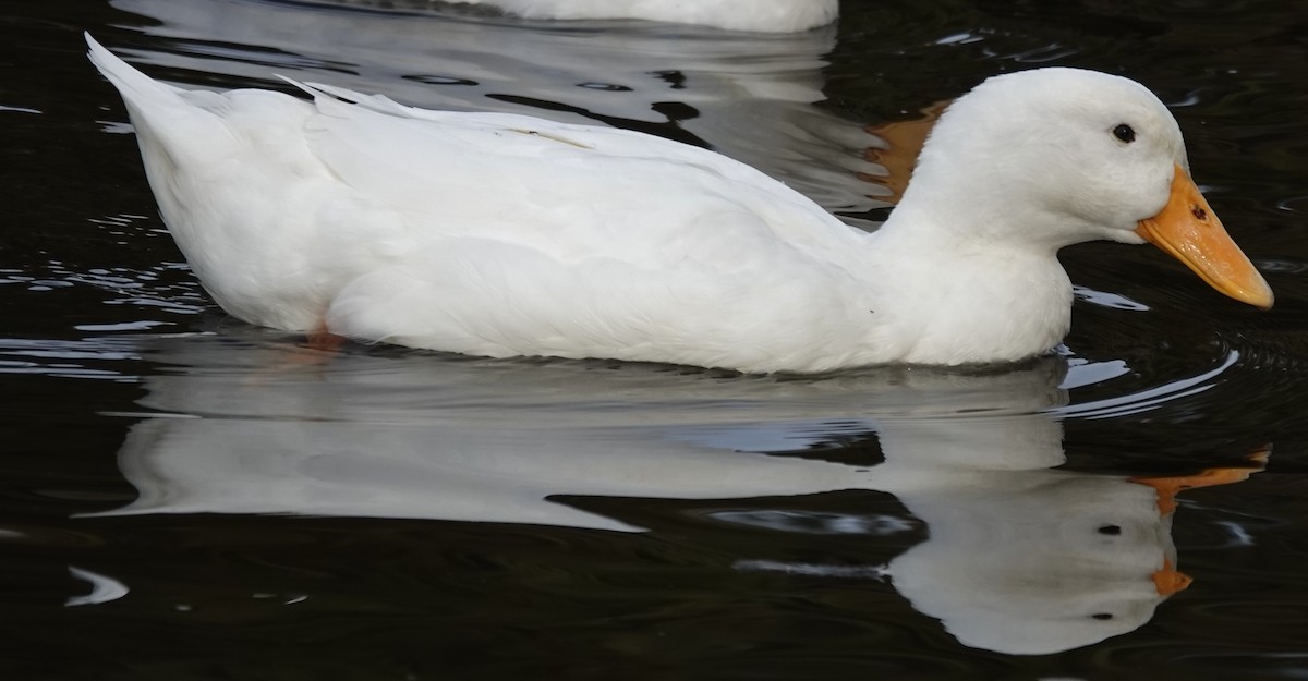 Mallard (Domestic type) - ML638938637