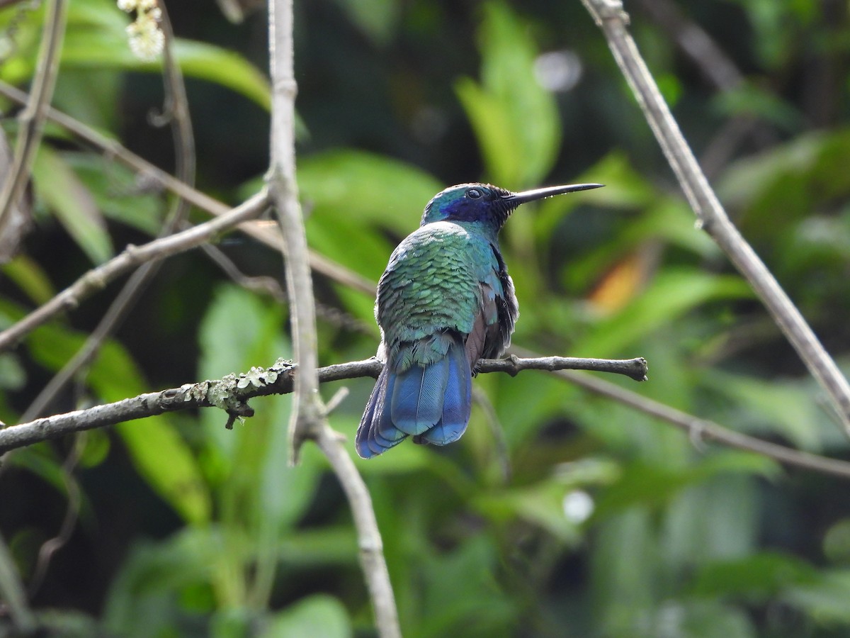 Sparkling Violetear - ML638938638