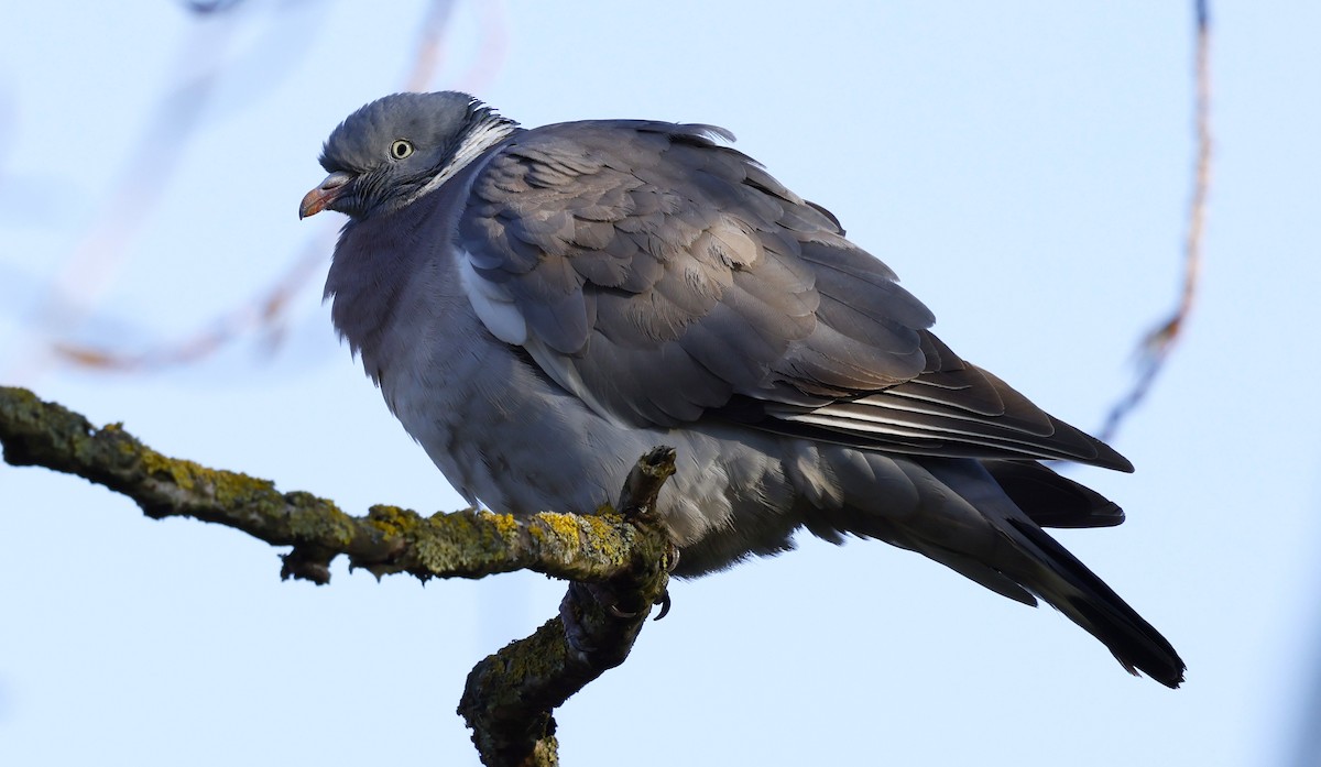 Common Wood-Pigeon - ML638938639