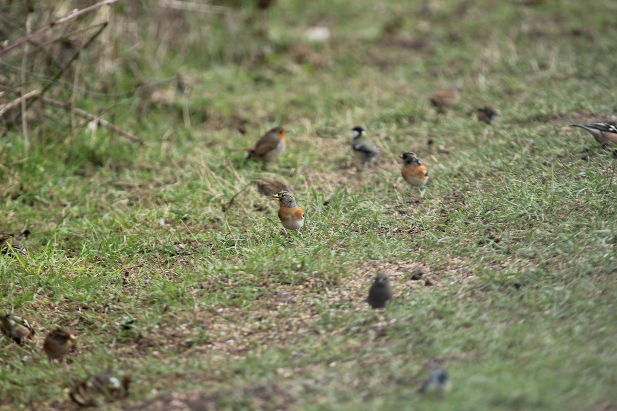 Brambling - ML638938640