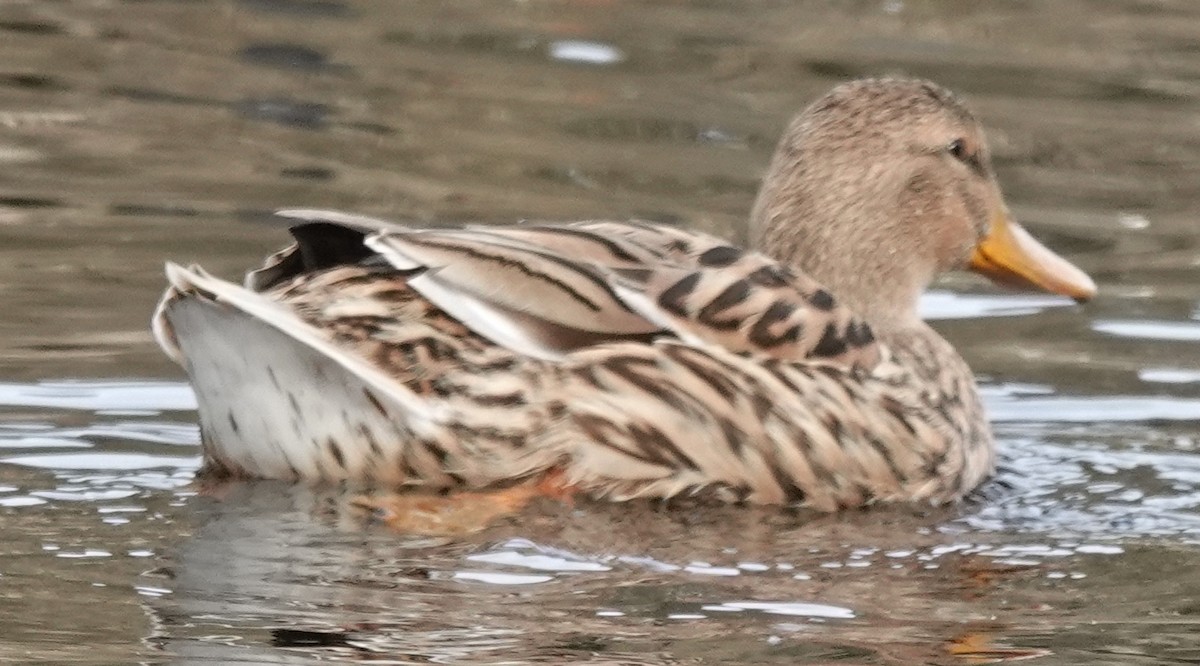 Mallard x Pacific Black Duck (hybrid) - ML638938641