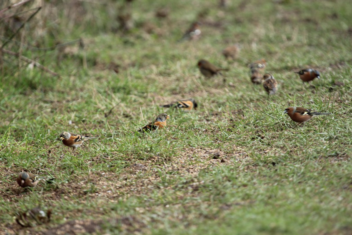 Brambling - ML638938642
