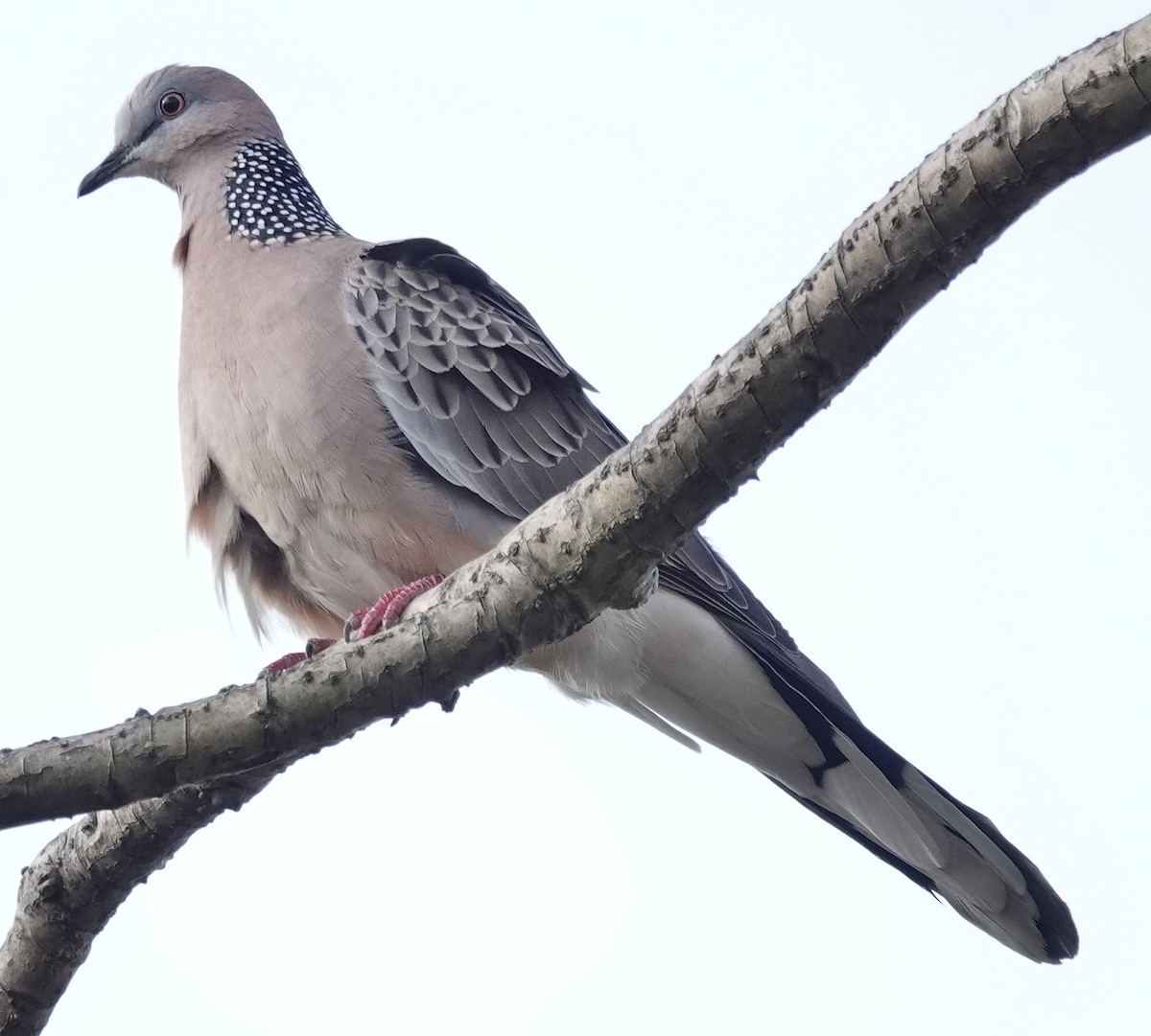 Spotted Dove - ML638938643