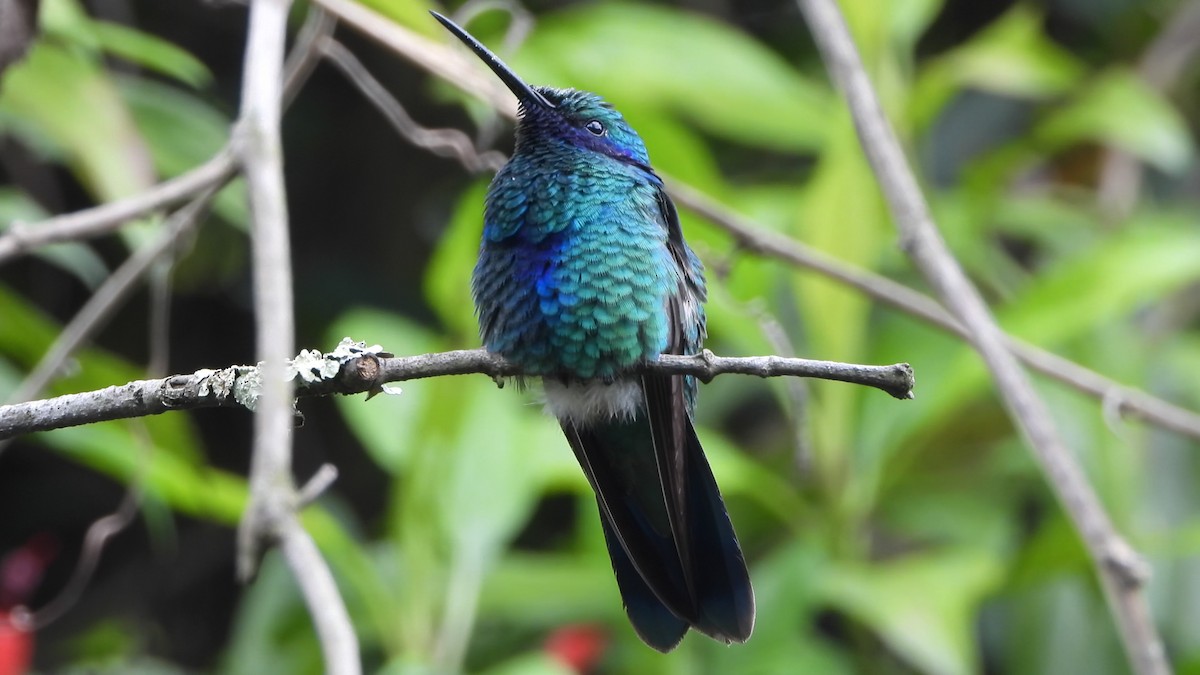 Sparkling Violetear - ML638938644