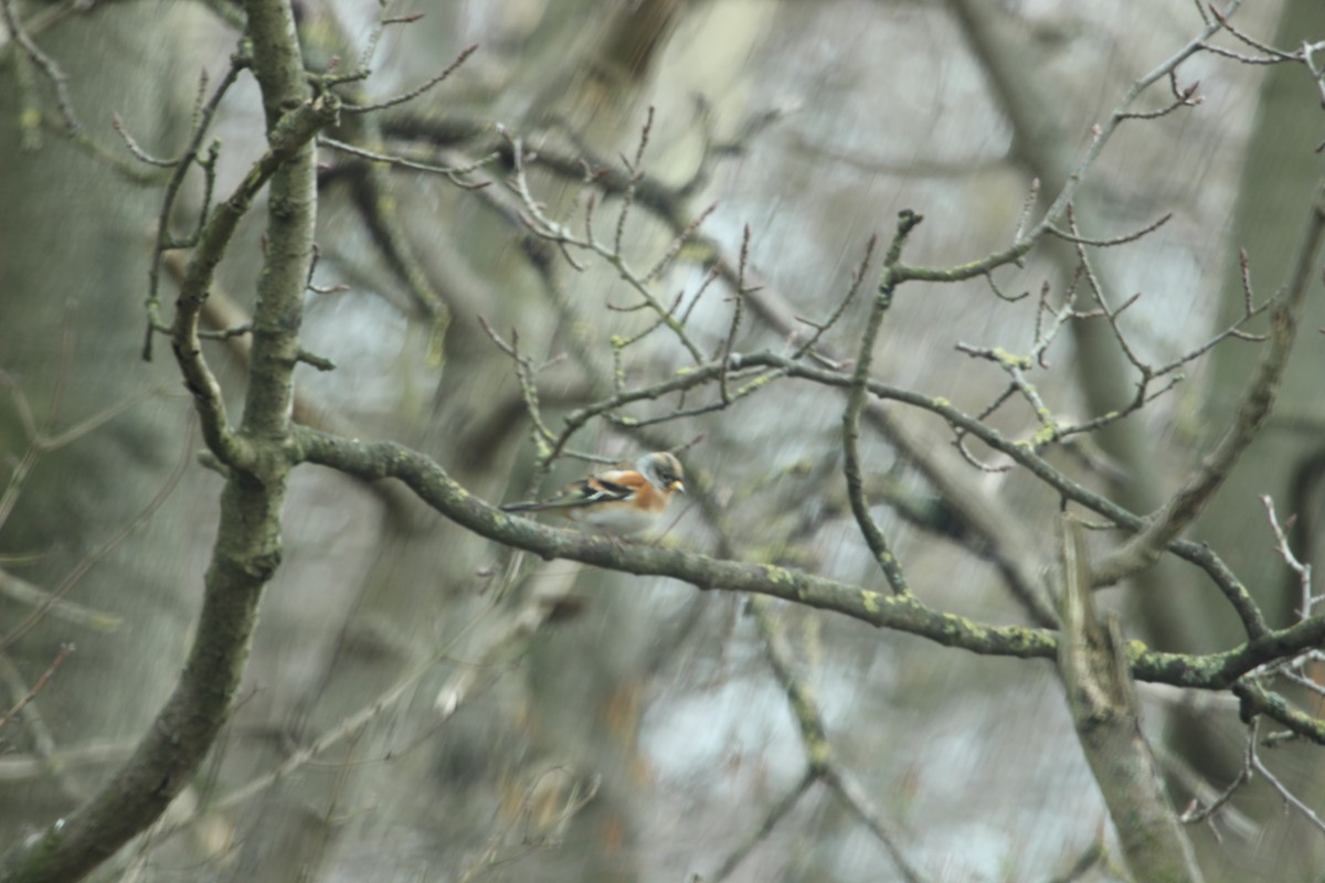 Brambling - ML638938645