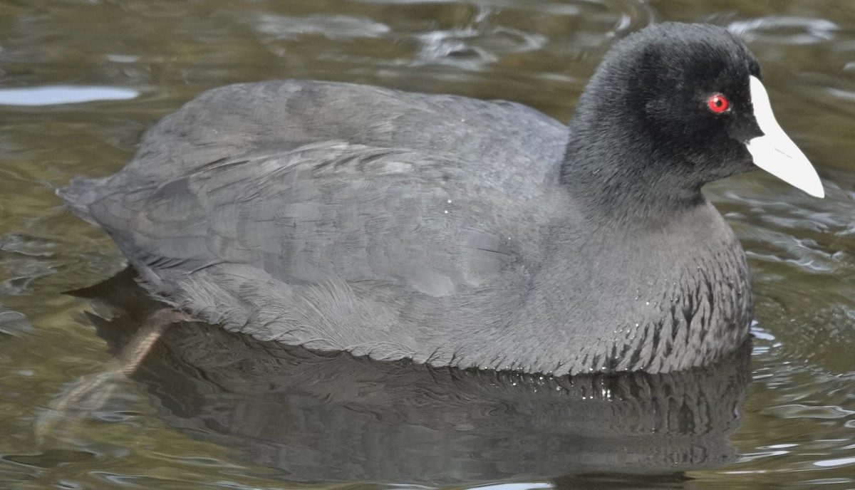Eurasian Coot - ML638938647