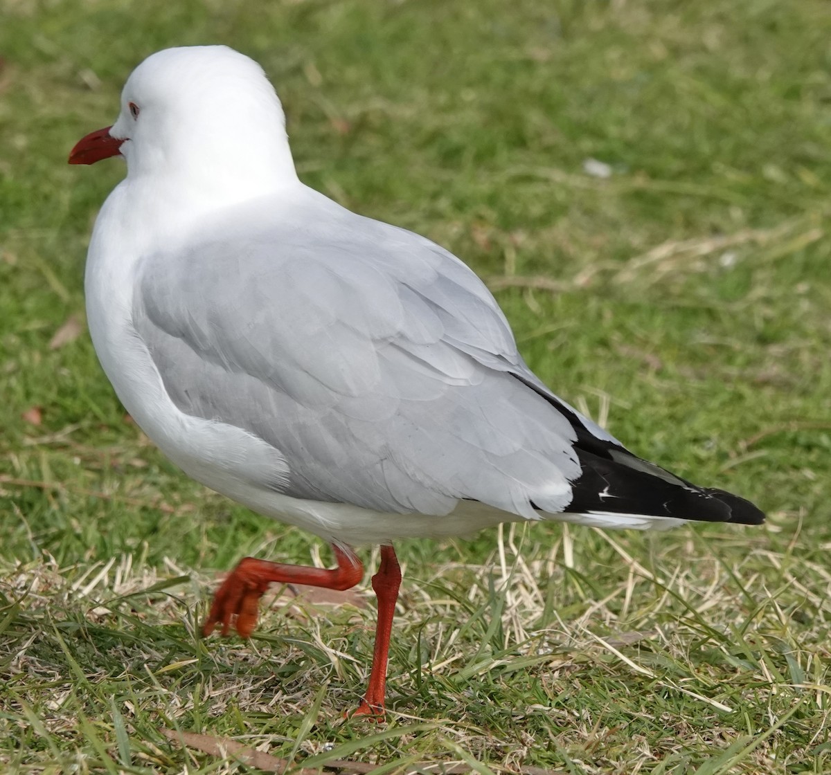 Silver Gull (Silver) - ML638938648