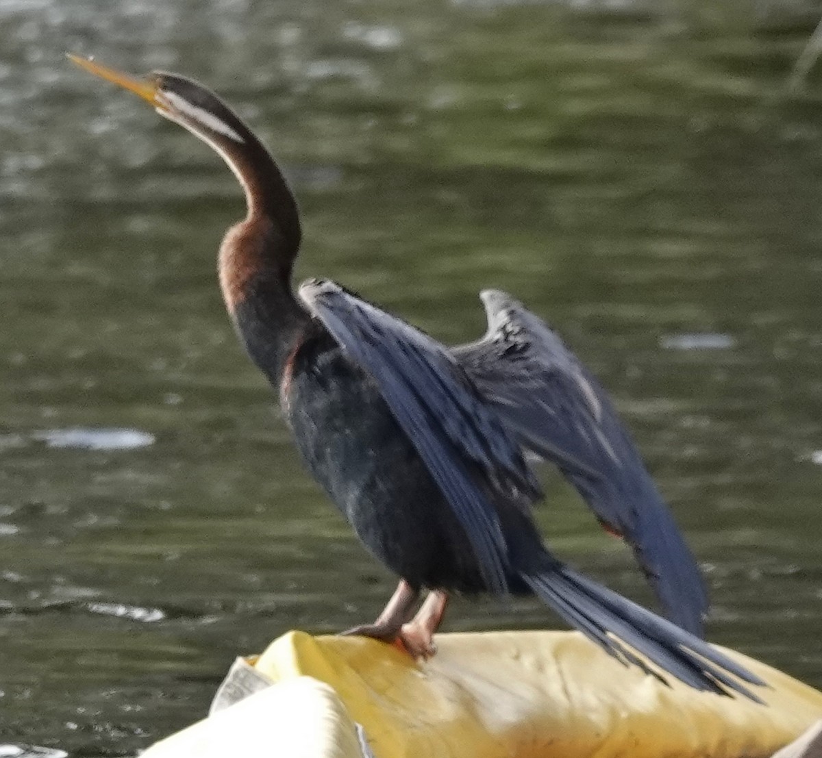Australasian Darter - ML638938649