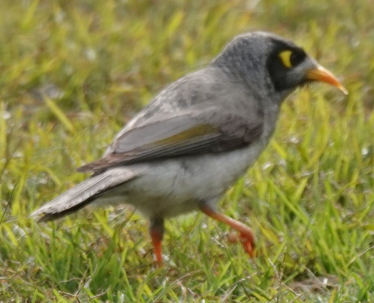 skravlehonningeter - ML638938704