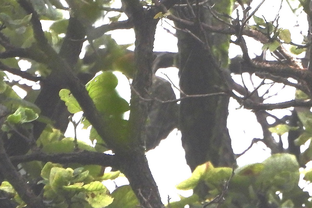 Lesser Yellownape - ML638938710