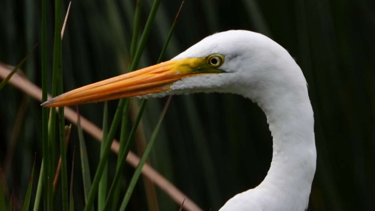 egretthegre - ML638938721