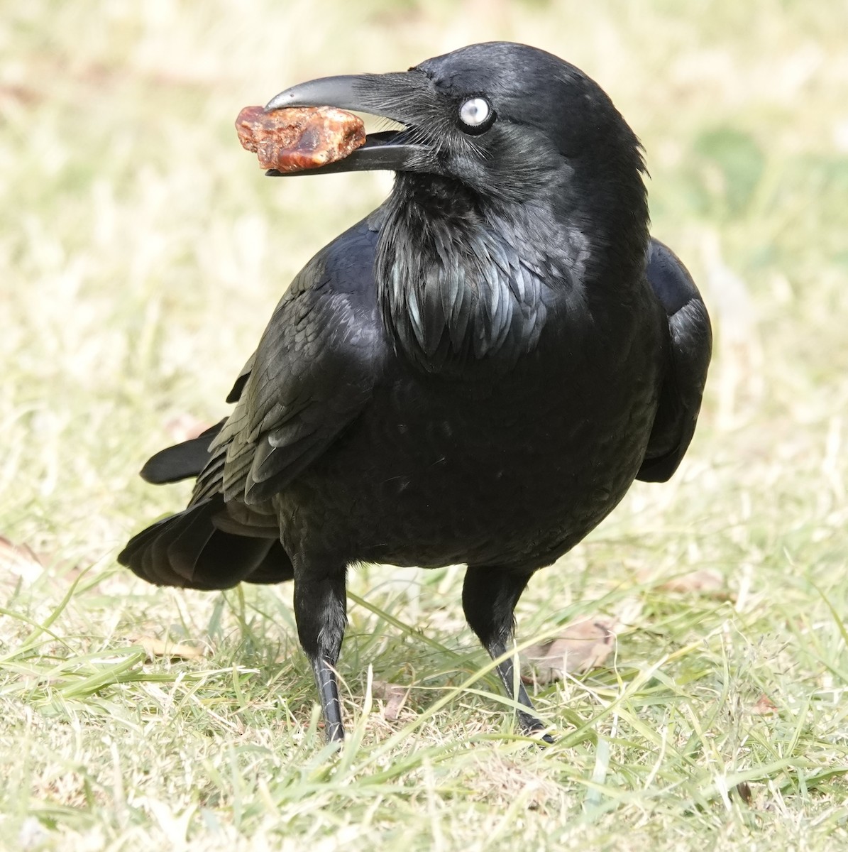Australian Raven - ML638938744