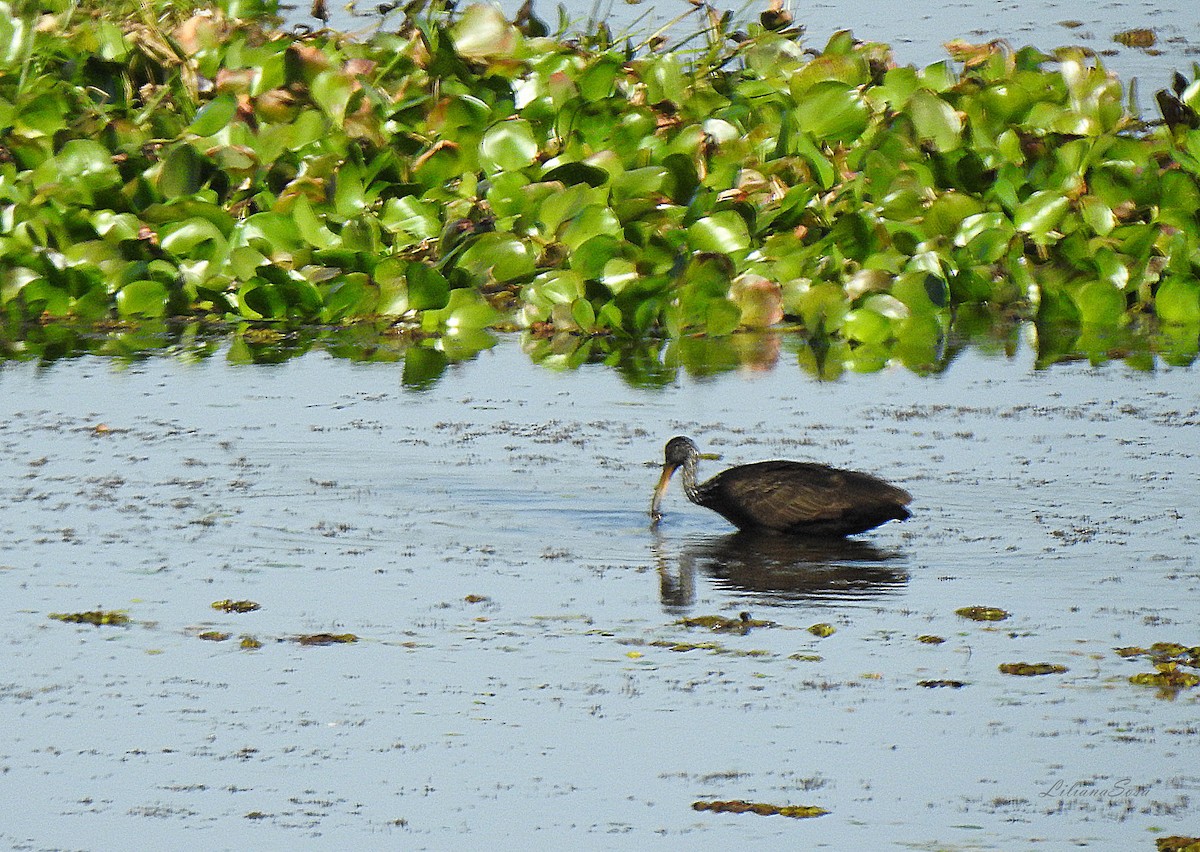 Limpkin - ML638938751