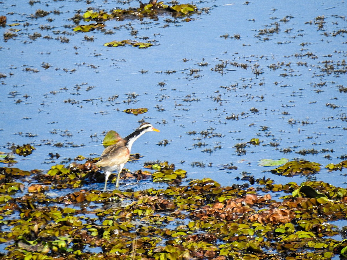 Wattled Jacana - ML638938752
