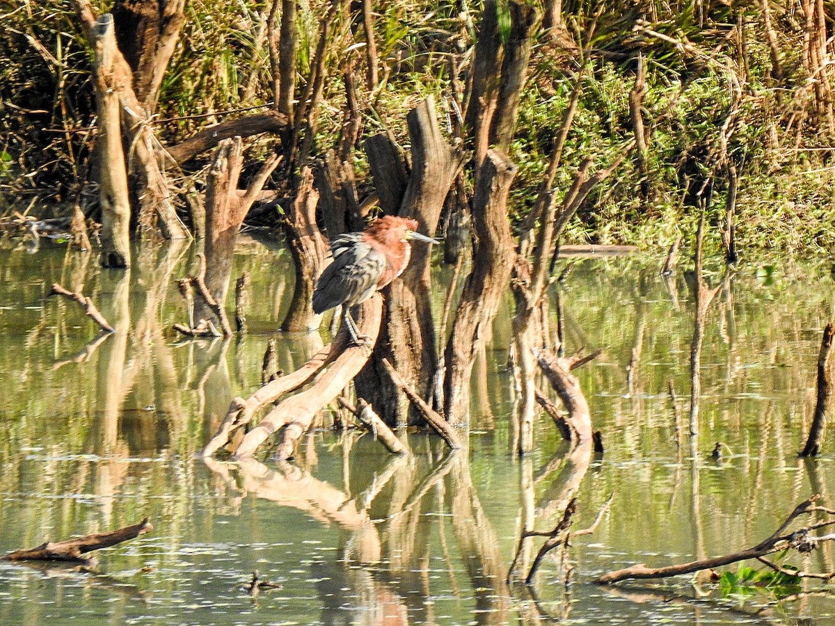 Rufescent Tiger-Heron - ML638938757