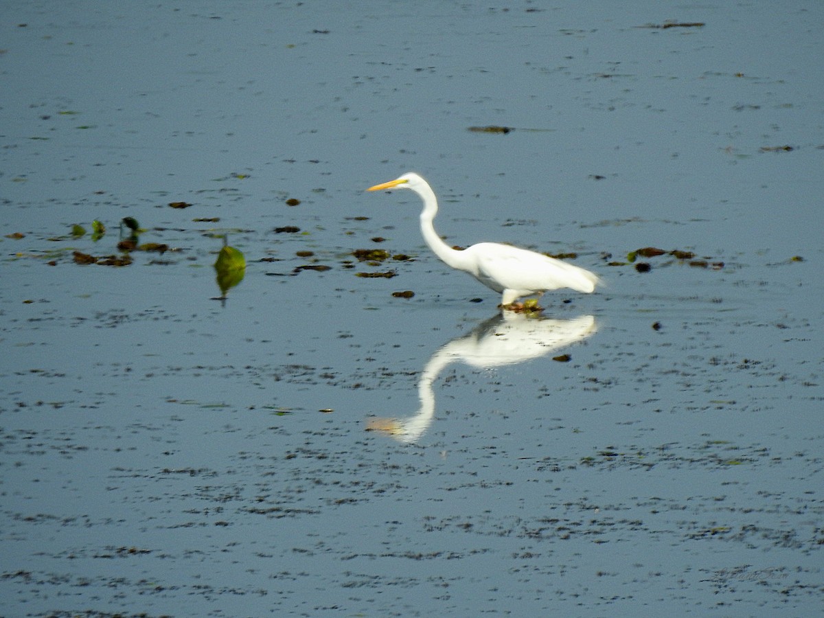 Great Egret - ML638938785