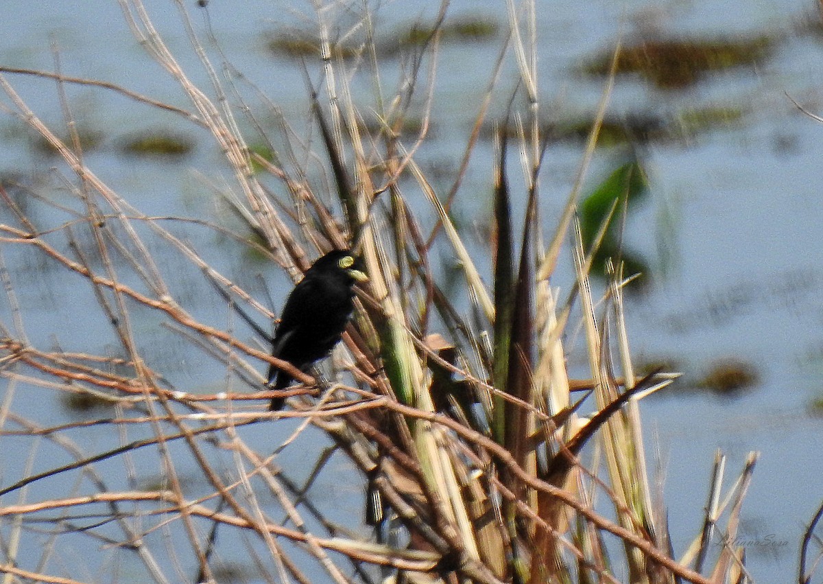 Spectacled Tyrant - ML638938792