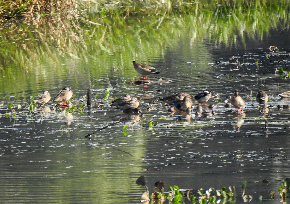 Brazilian Teal - ML638938803