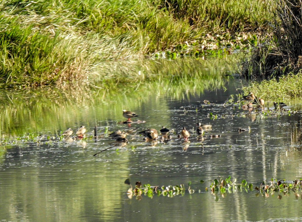 Brazilian Teal - ML638938804