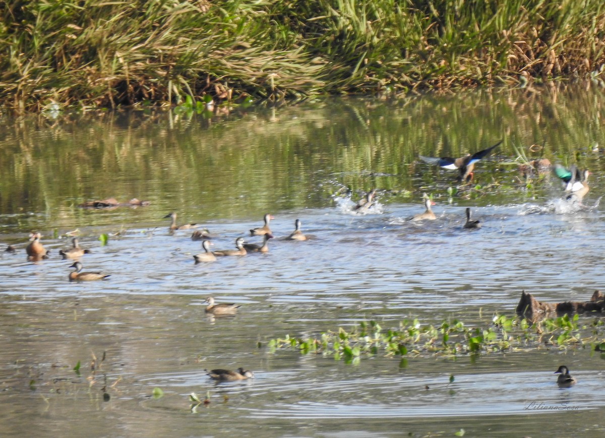 Brazilian Teal - ML638938818