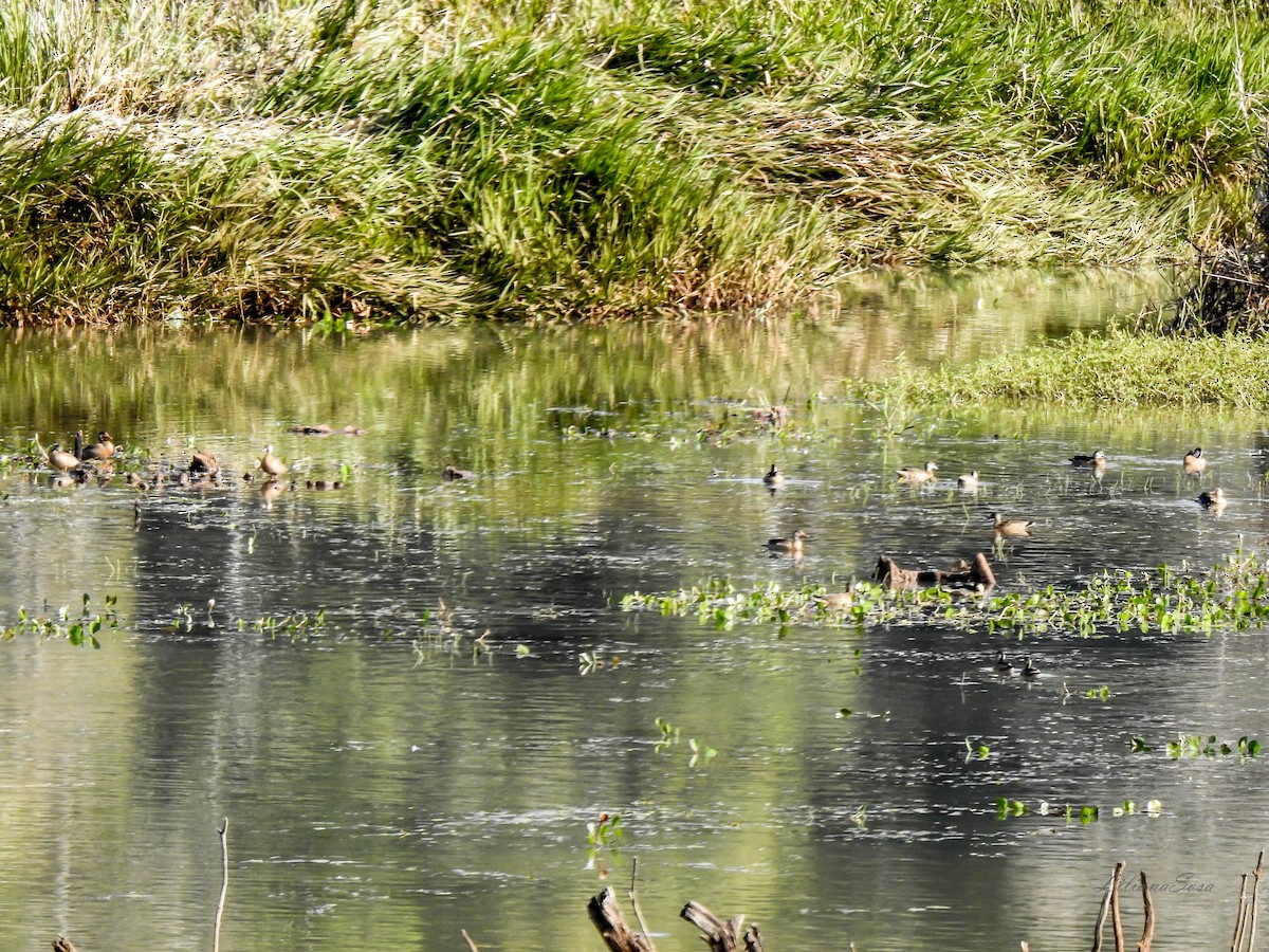 Brazilian Teal - ML638938819