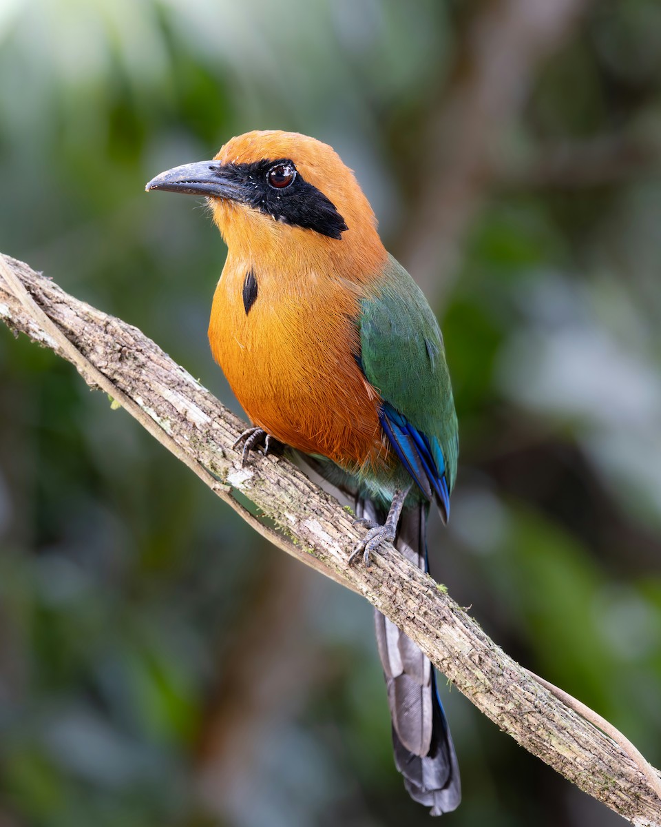 Kızıl Motmot - ML638938844