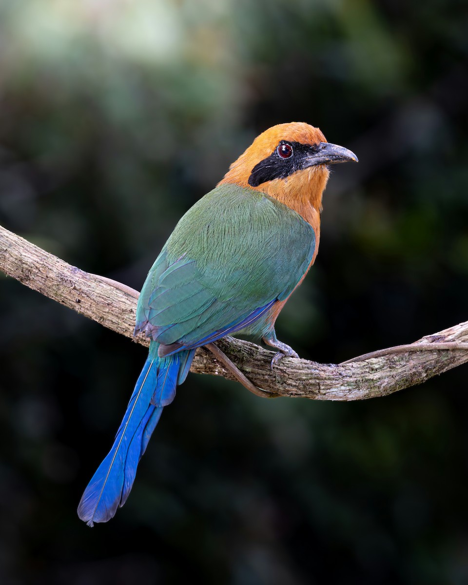 Kızıl Motmot - ML638938845