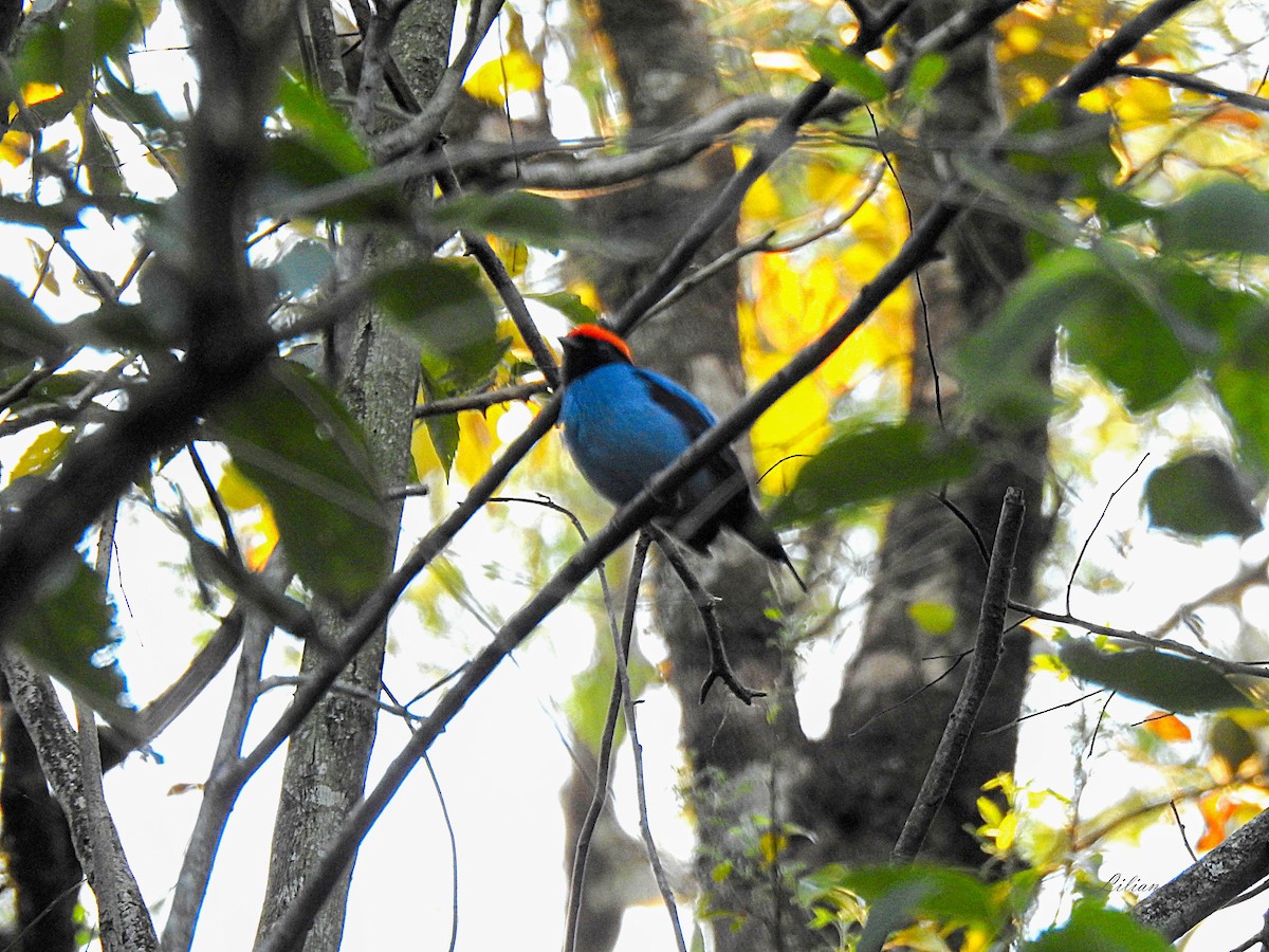 Swallow-tailed Manakin - ML638938859