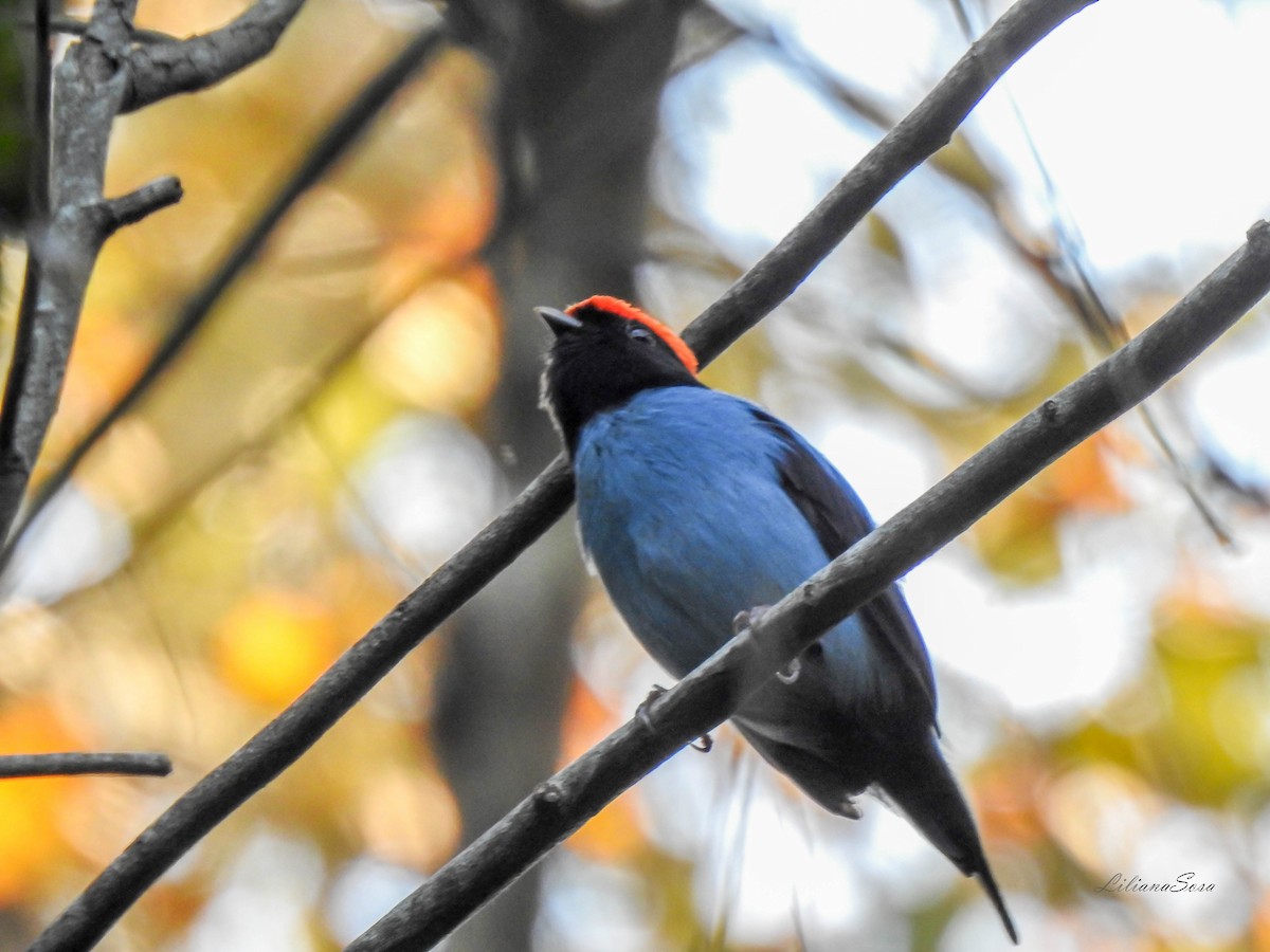 Swallow-tailed Manakin - ML638938865