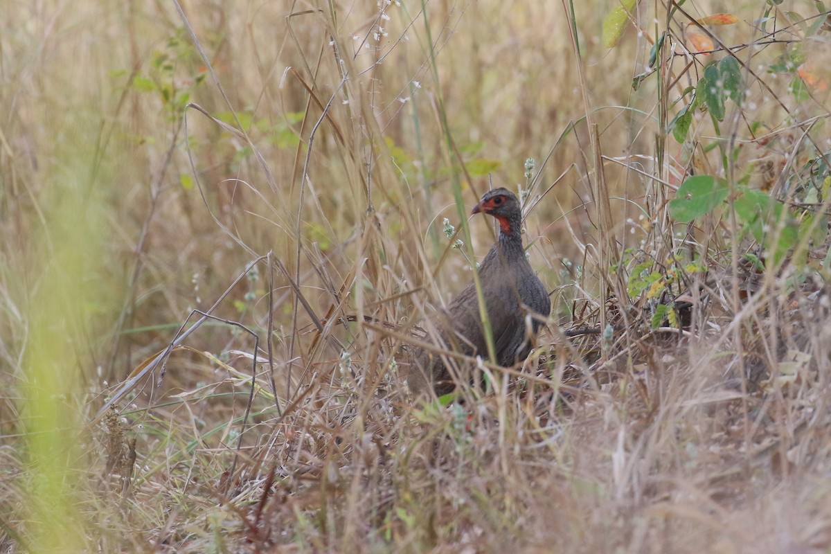 Francolin à gorge rouge - ML638938968