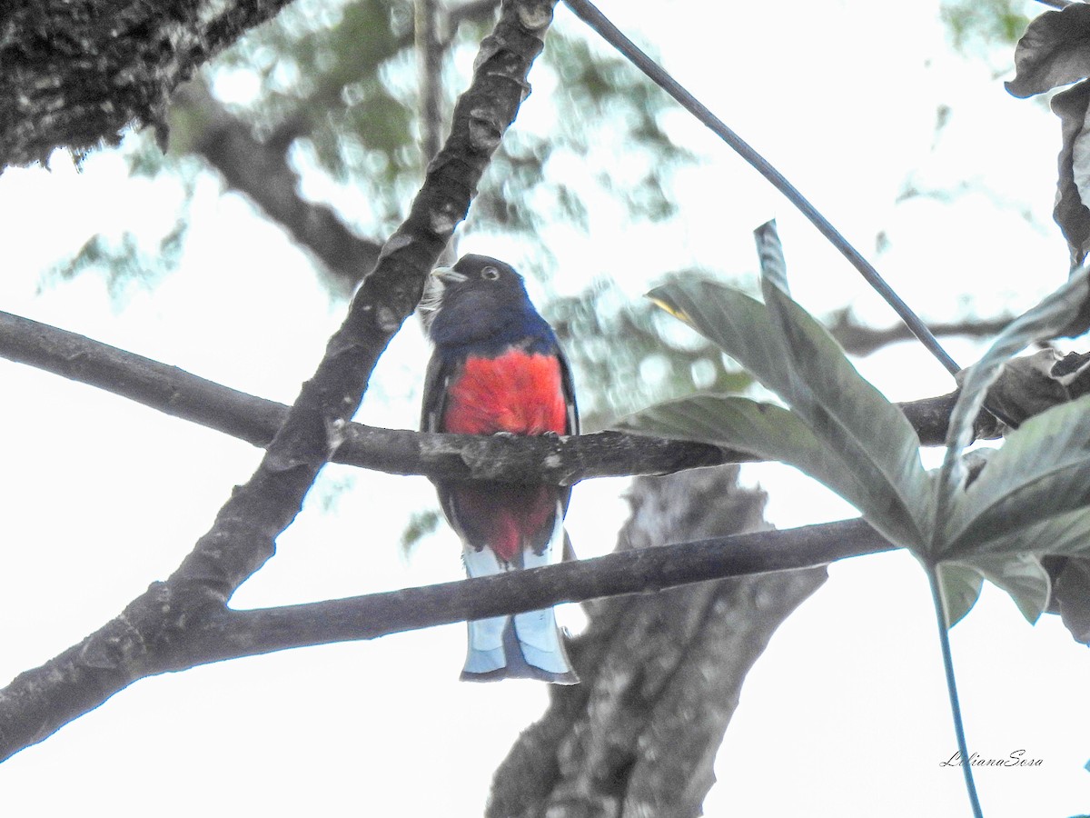 Surucua Trogon - ML638938969