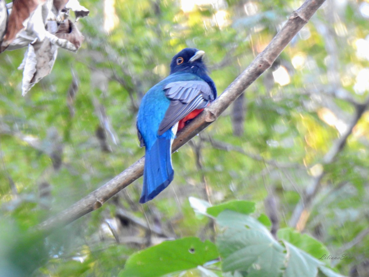 Surucua Trogon - ML638938970