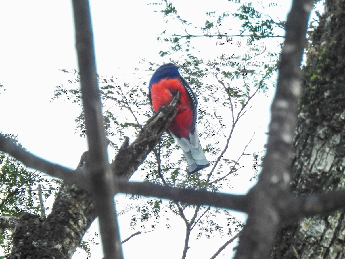 Surucua Trogon - ML638938971