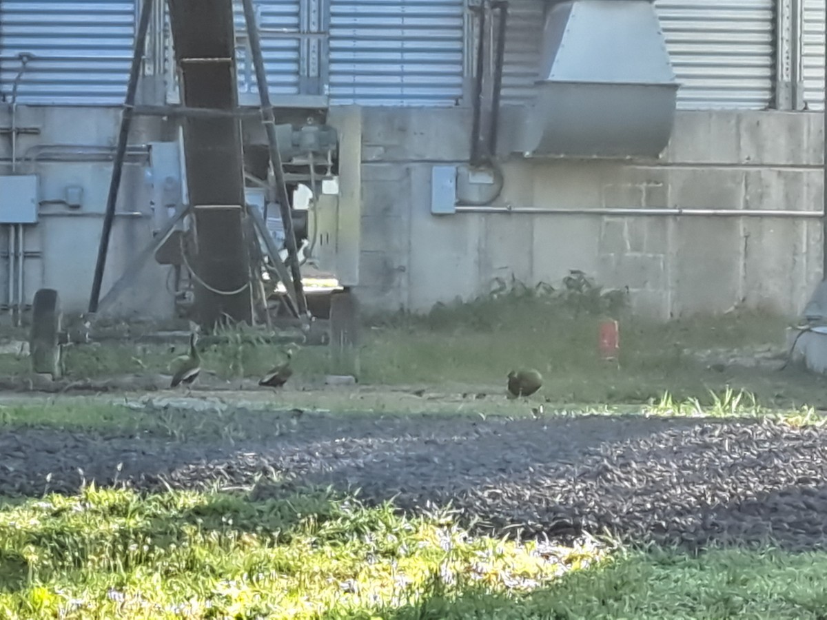 Black-bellied Whistling-Duck - ML638938974