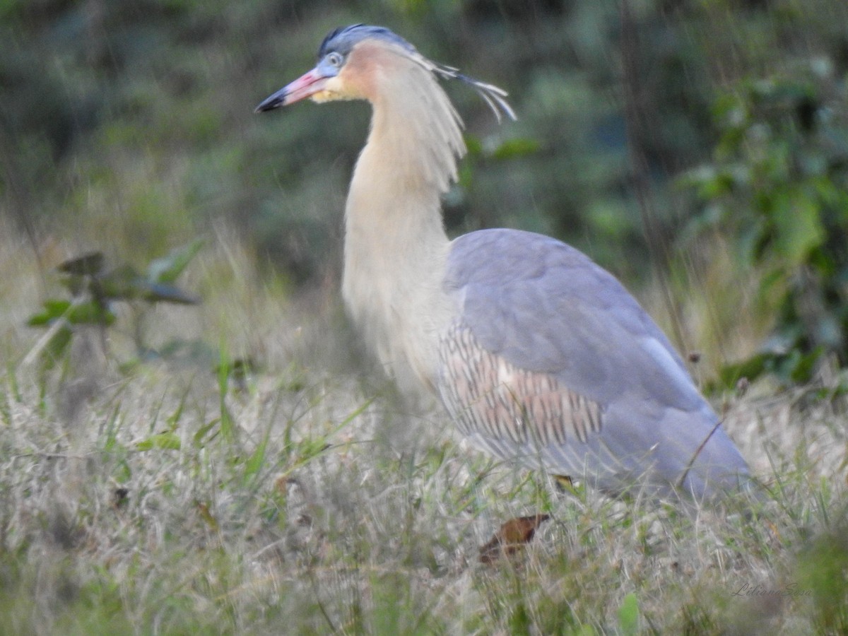 Whistling Heron - ML638938980