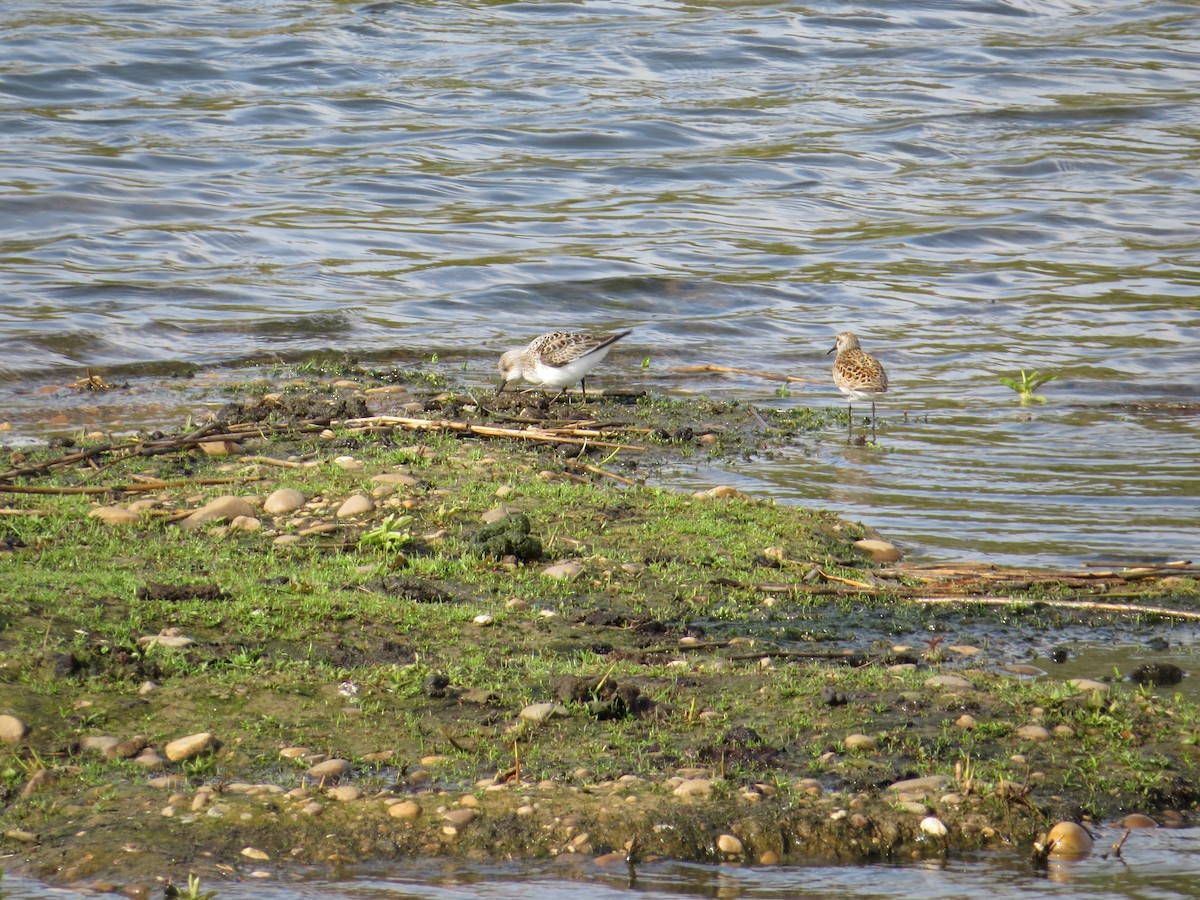 Sanderling - ML638939005