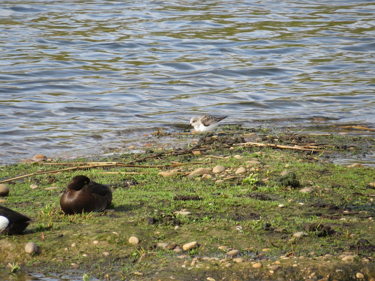 Sanderling - ML638939011