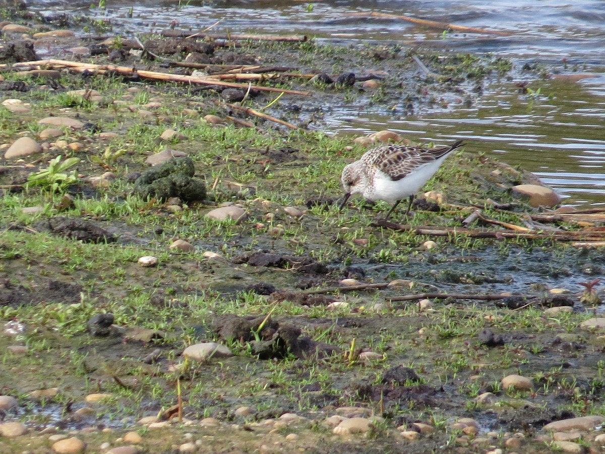 Sanderling - ML638939017