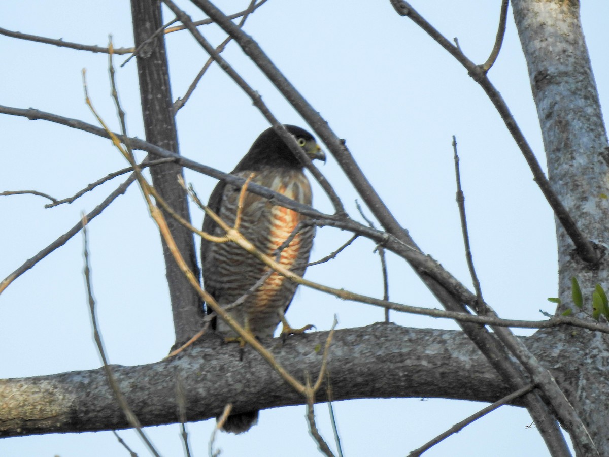 Roadside Hawk - ML638939023