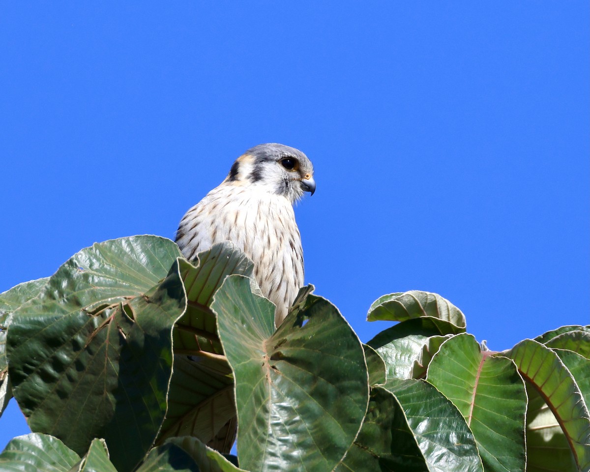 American Kestrel - ML638939073